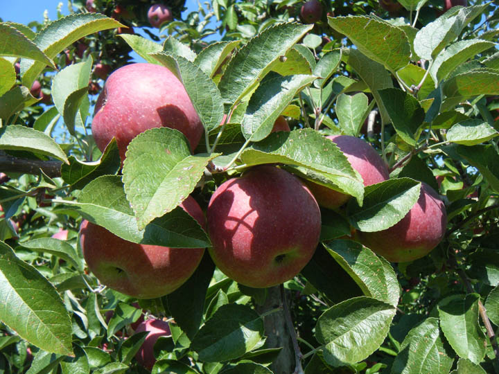 Apples