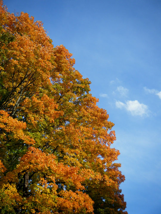 Autumn Colors