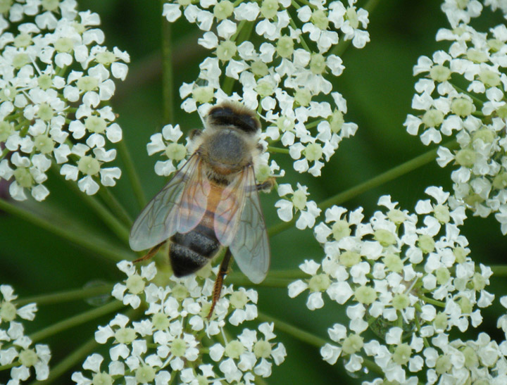 Bee With Flower