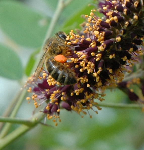 Bee With Pollen Saddlebags, Saugerties Lighthouse