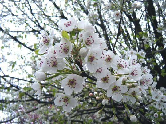 Blossoms