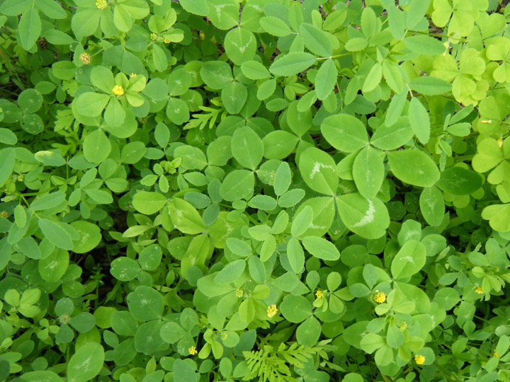 Clover  Saugerties