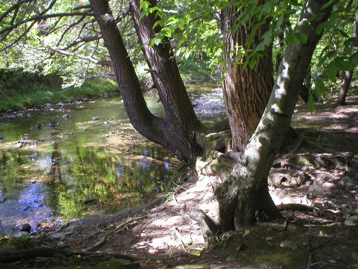 Tree By Brook