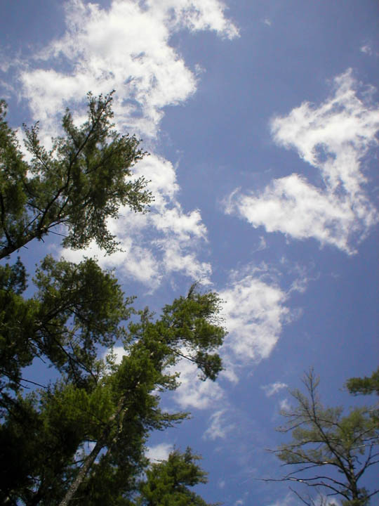 Comau Pine Trees And Sky May 15th 2009