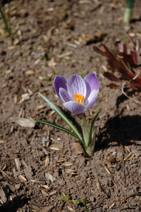 Crocus