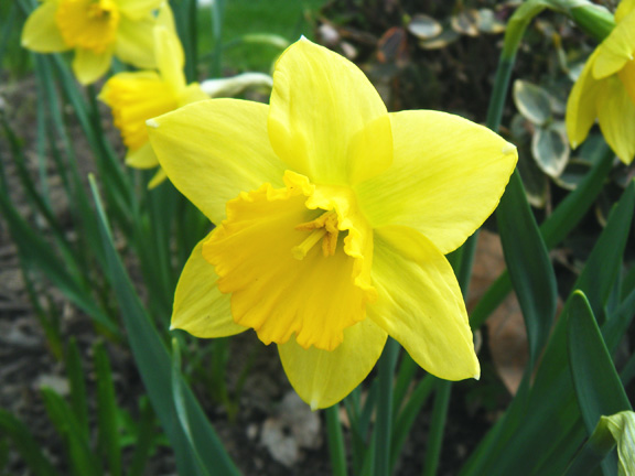 Daffodil