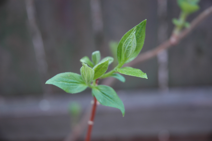 Bud Opening