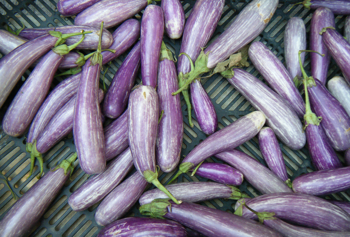 Eggplant 2