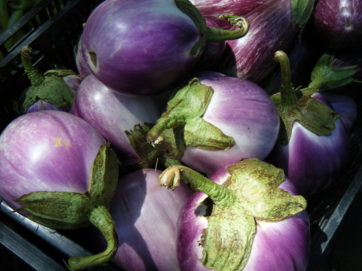Eggplant