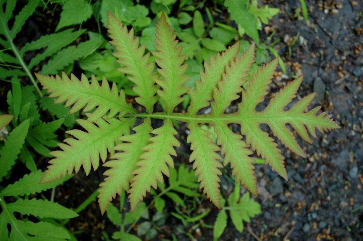 Fern, Saugerties Lighthouse Trail