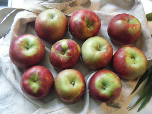 First Apples