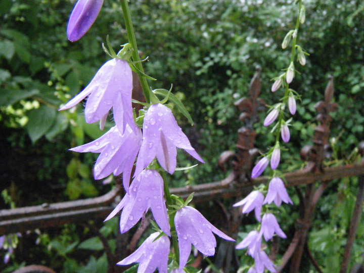 Flower Maiden Lane