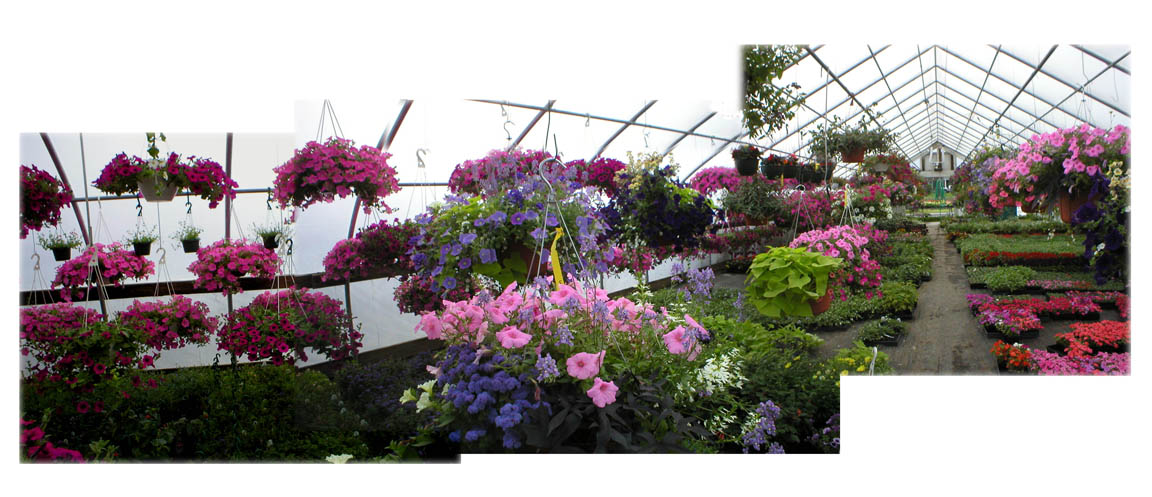 Greenhouse Flowers Panorama