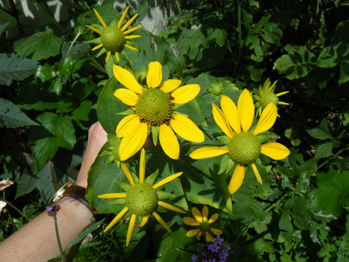 Flowers In Saugerties