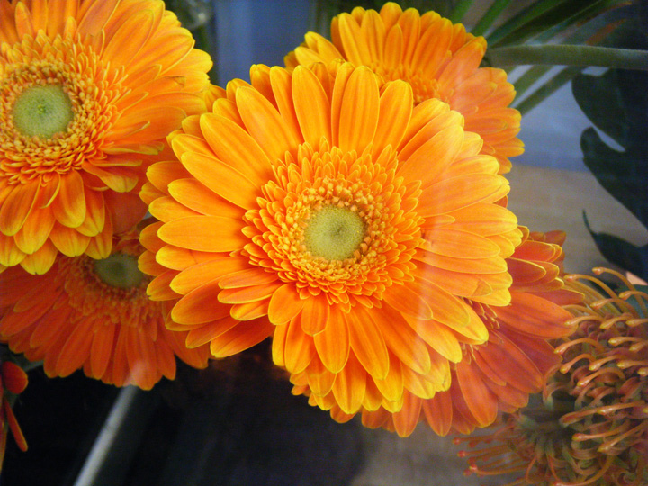 Gerbera Daisy