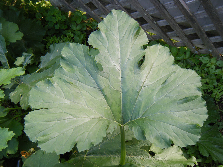 Leaf In Saugerties