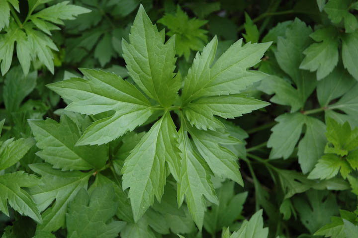 Leaf New