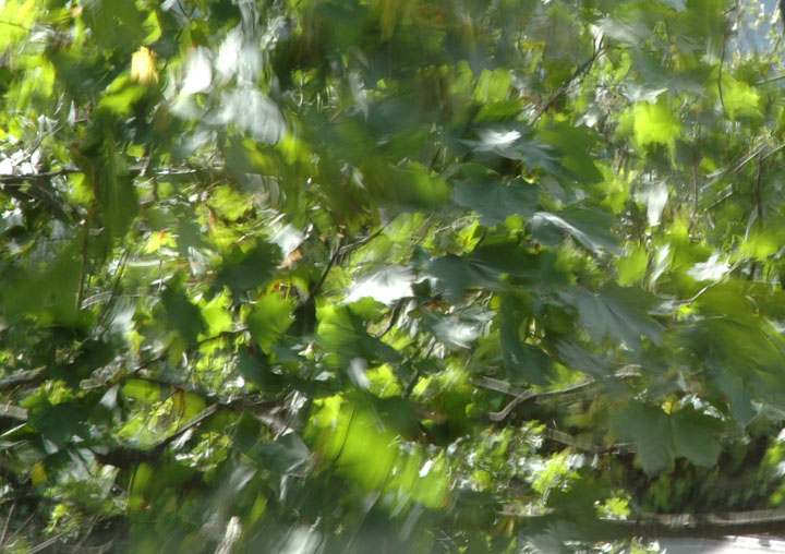 Leaves