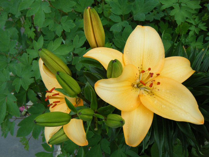 Lily In Woodstock