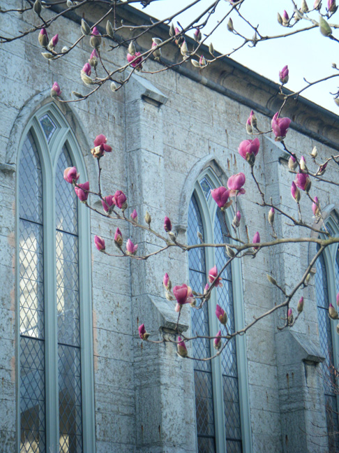 Magnolias