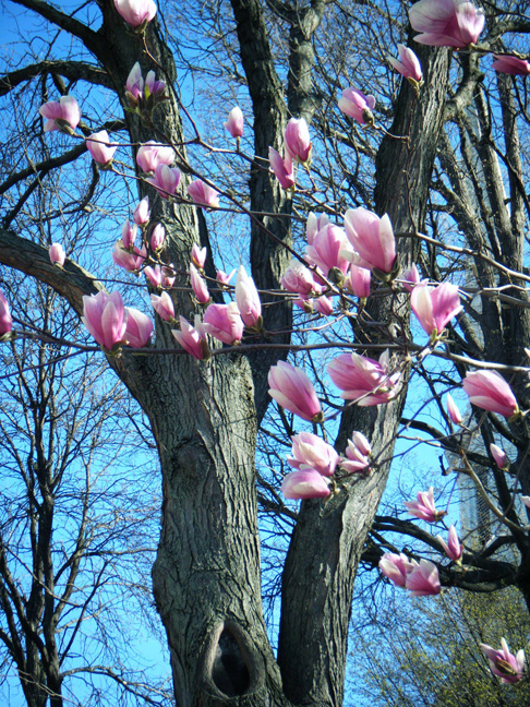 Magnolias