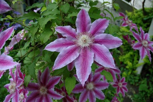 Moon Flowers, Saugerties
