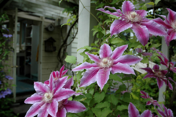 Moon Flowers June 2009