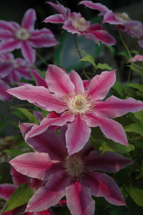 Moon Flowers Evening