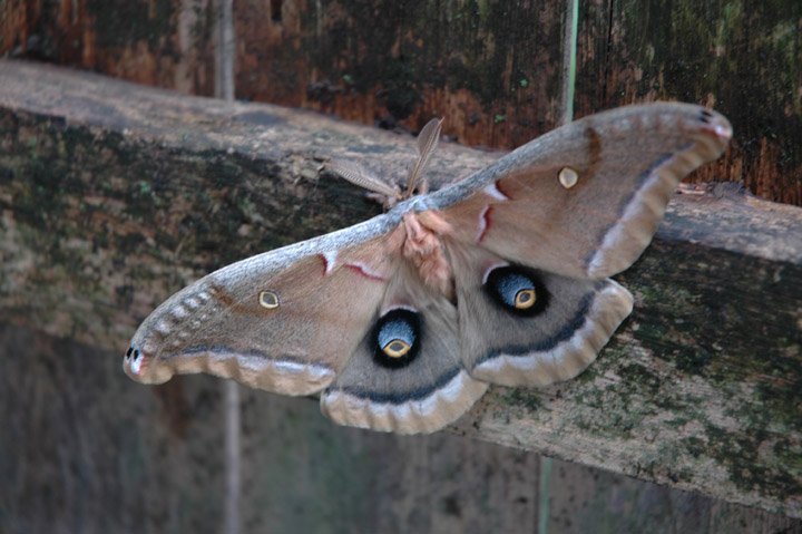 Moth On Green Street