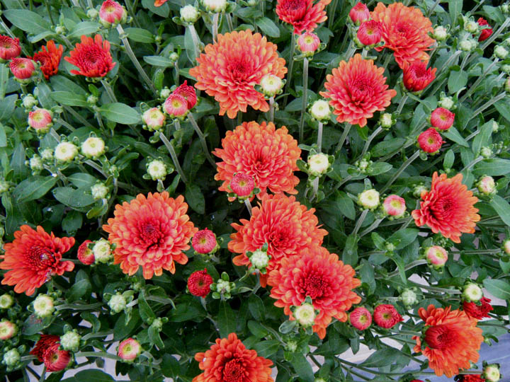 Mums Kingston NY