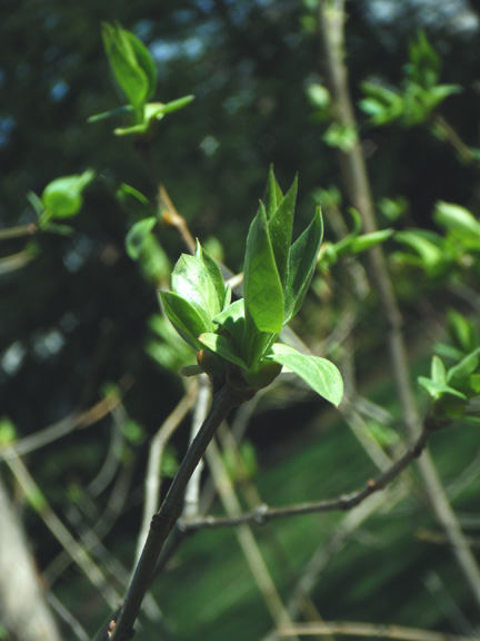 Spring