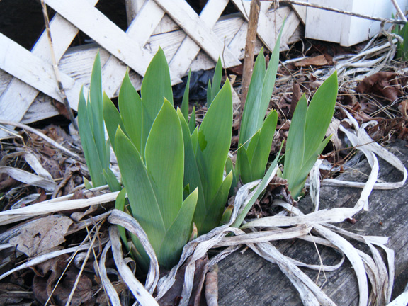 Springing Green