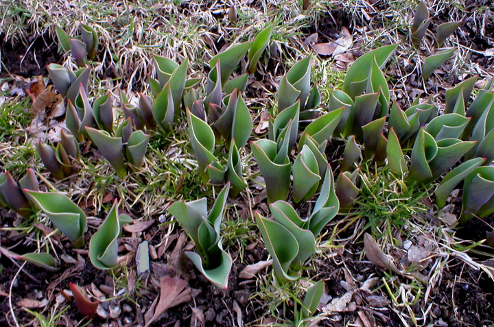 Springing Green