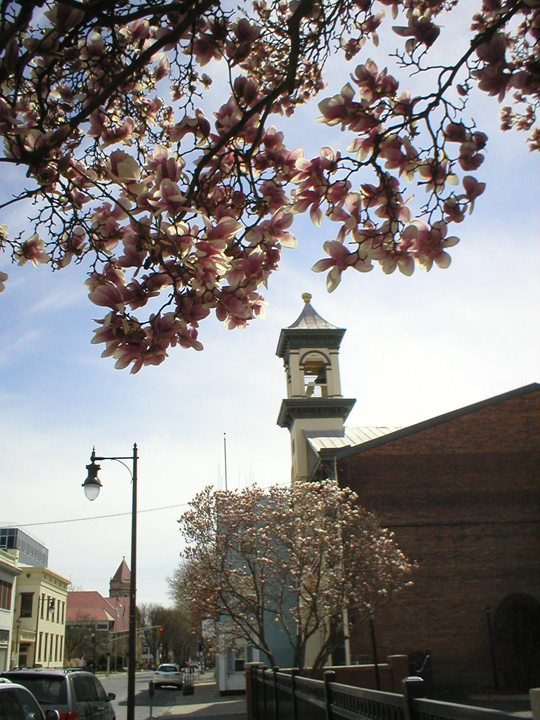 Uptown Kingston In Spring